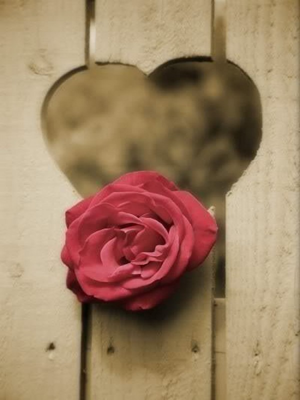 LOVE DANS UN COEUR DE BOIS..UNE ROSE ROSE...