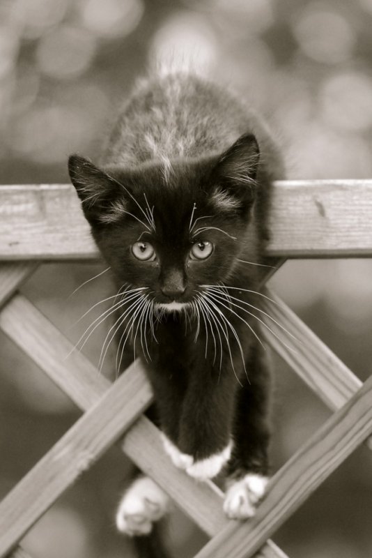 Image du Blog imagenoire.centerblog.net